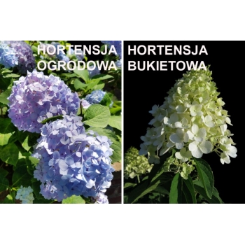 Hortensja ogrodowa trójkolorowa  MASJA